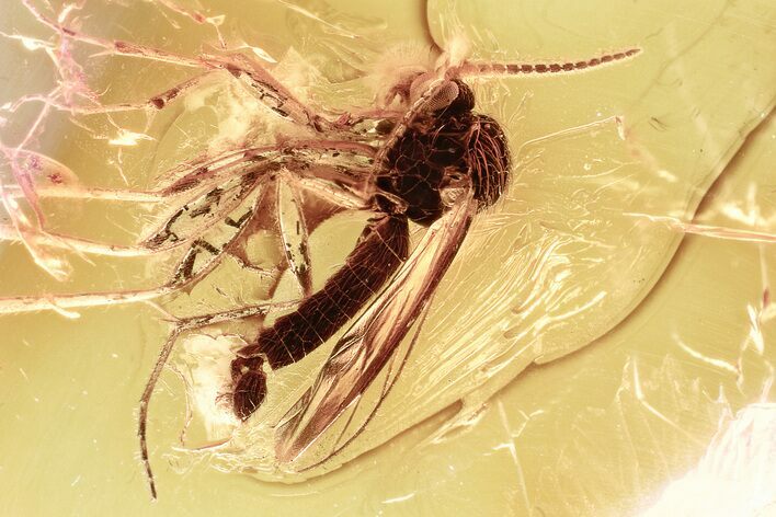 Detailed Fossil Fungus Gnat (Mycetophilidae) In Baltic Amber #357880